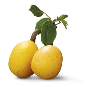 Marulafruit_300x300_300x300